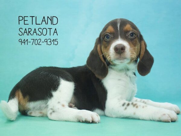 Beagle — adopted from Dreamtails