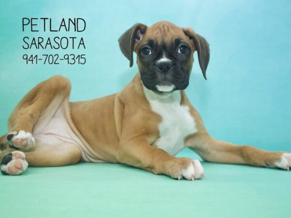 Boxer — adopted from Dreamtails