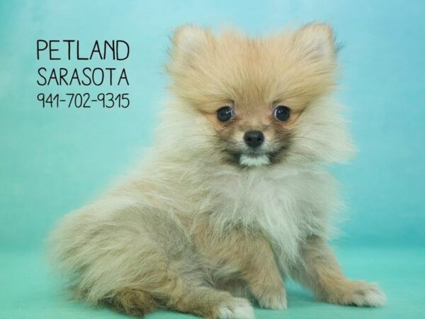 Pomeranian — adopted from Dreamtails