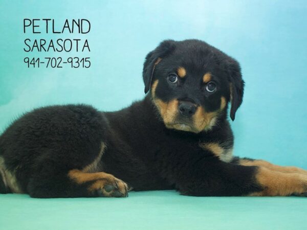 Rottweiler — adopted from Dreamtails