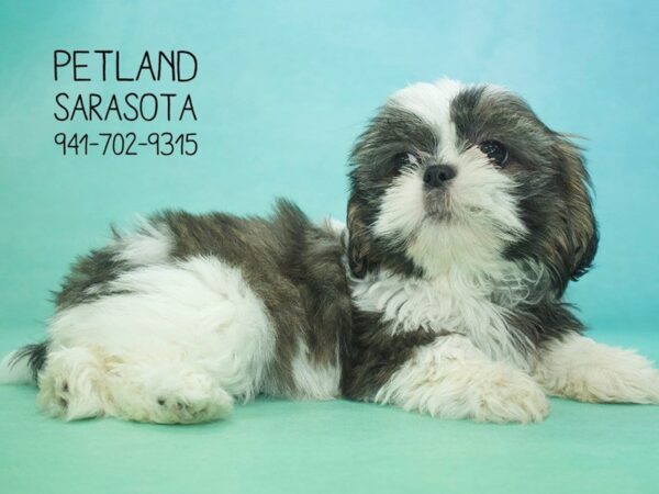 Shih Tzu — adopted from Dreamtails
