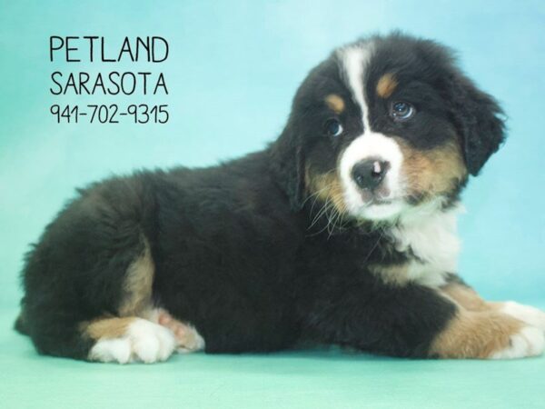 Bernese Mountain Dog — adopted from Dreamtails