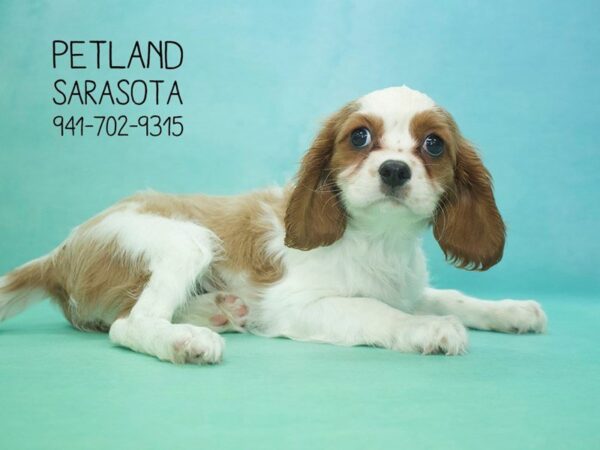 Cavalier King Charles Spaniel — adopted from Dreamtails