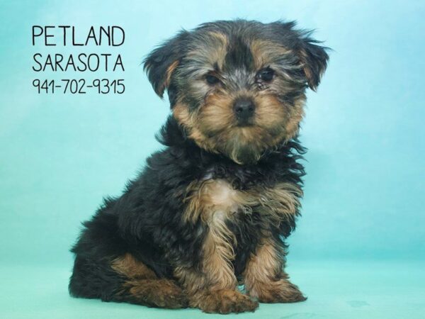 Yorkshire Terrier — adopted from Dreamtails