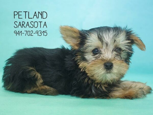 Yorkshire Terrier — adopted from Dreamtails