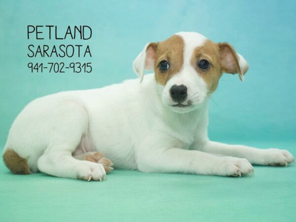 Jack Russell Terrier — adopted from Dreamtails