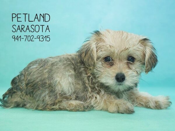 Yorkiepoo — adopted from Dreamtails