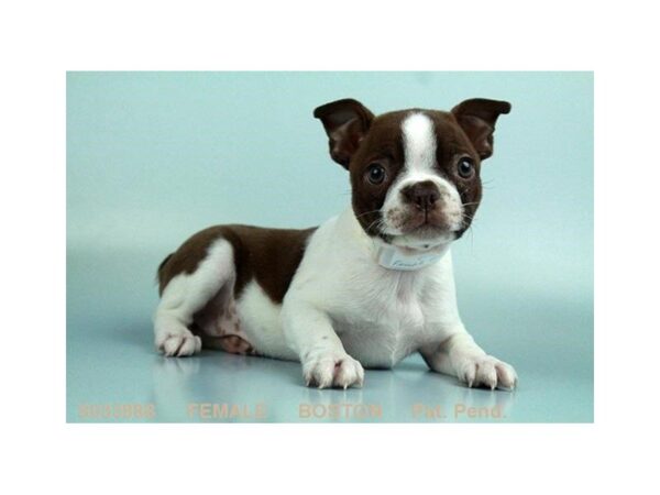 Boston Terrier — adopted from Dreamtails