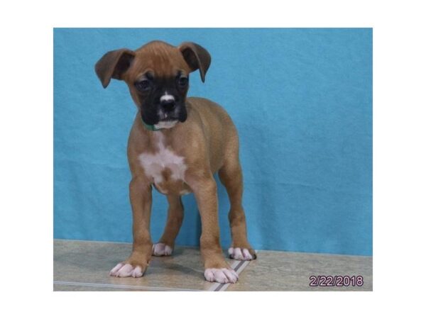 Boxer — adopted from Dreamtails