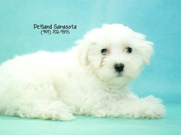 Maltese — adopted from Dreamtails