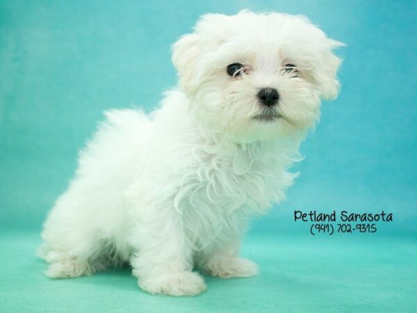 Maltese — adopted from Dreamtails