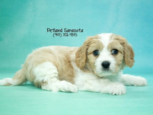 Cavachon — adopted from Dreamtails