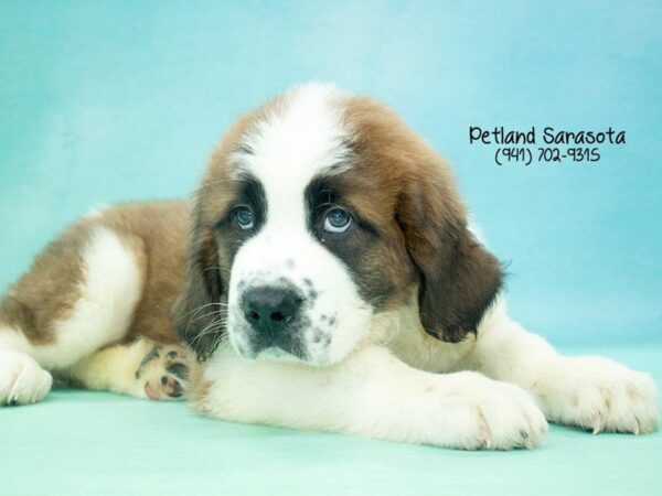 Saint Bernard – HARLEY — adopted from Dreamtails