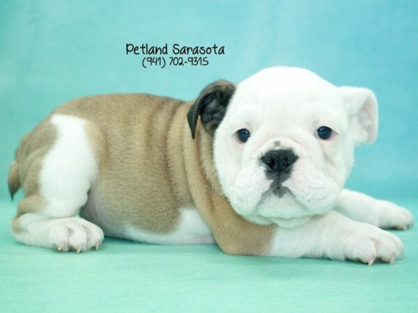 English Bulldog — adopted from Dreamtails