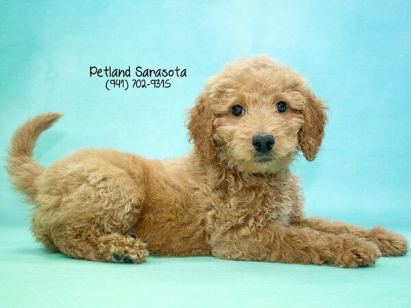 Miniature Goldendoodle — adopted from Dreamtails