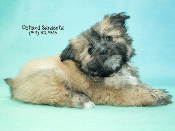 PomShi — adopted from Dreamtails