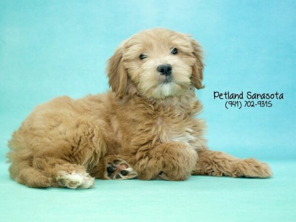 Miniature Goldendoodle — adopted from Dreamtails