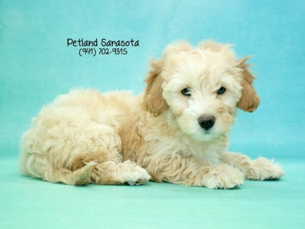 Miniature Goldendoodle 2nd Gen — adopted from Dreamtails