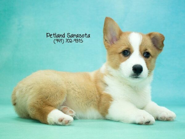 Pembroke Welsh Corgi — adopted from Dreamtails