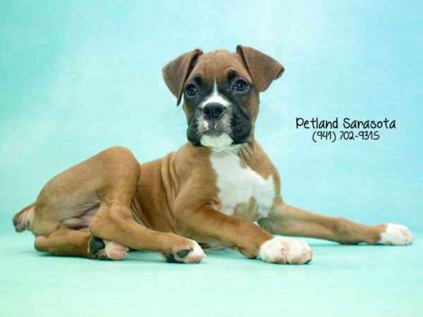 Boxer — adopted from Dreamtails