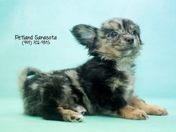 Chihuahua — adopted from Dreamtails