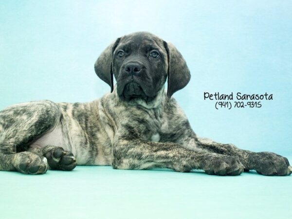 English Mastiff — adopted from Dreamtails