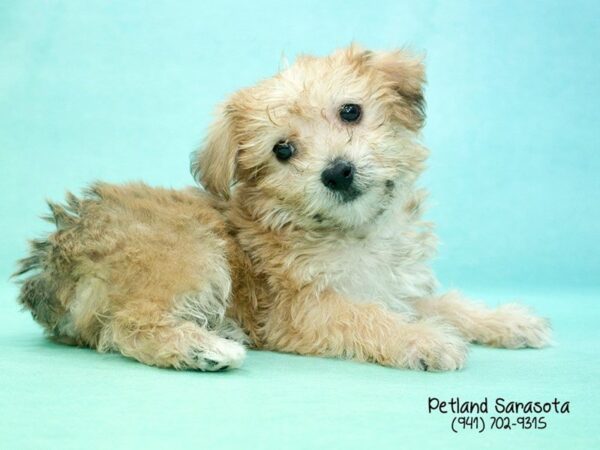 Morkie — adopted from Dreamtails