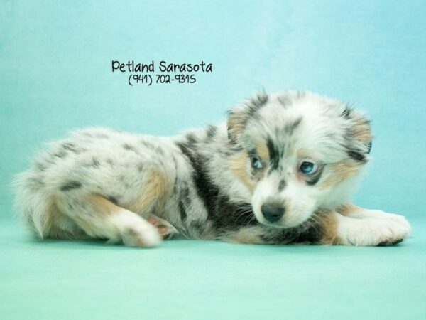 Miniature Australian Shepherd — adopted from Dreamtails