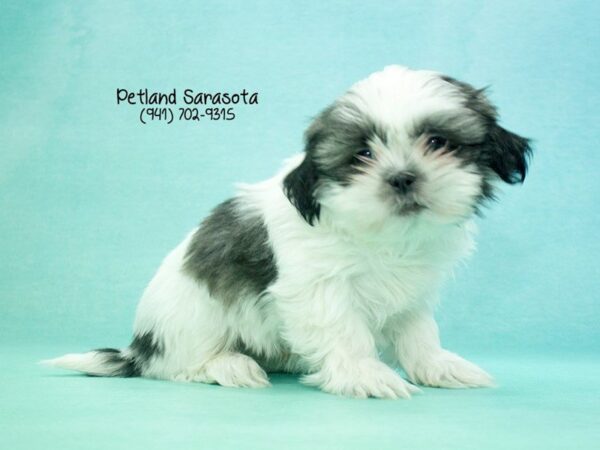 Shihtzu — adopted from Dreamtails