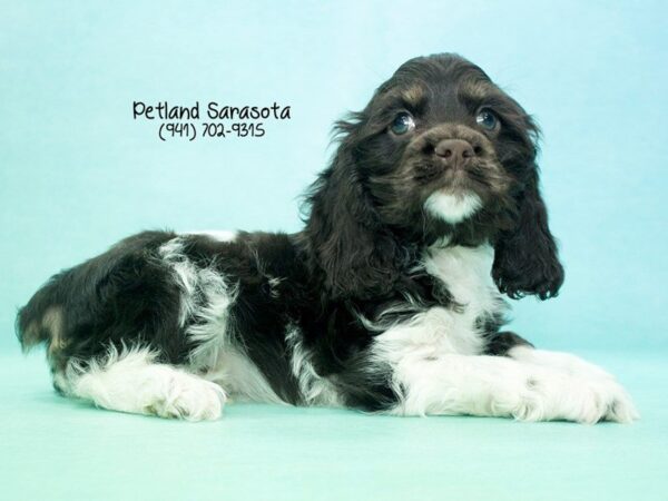 Cocker Spaniel-DOG-Male-CHOC WHITE-23628-Dream Tails Sarasota, Florida