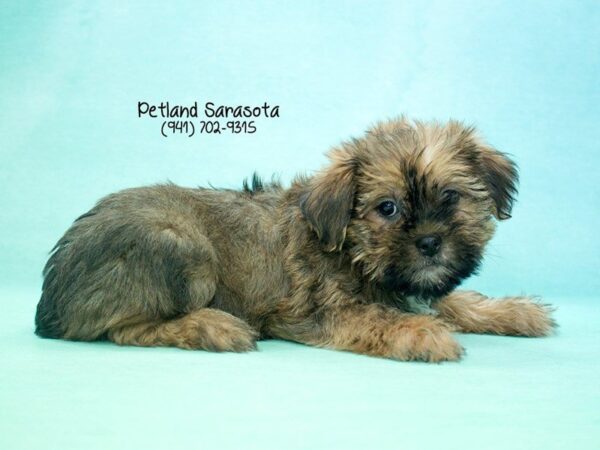 Shorkie — adopted from Dreamtails