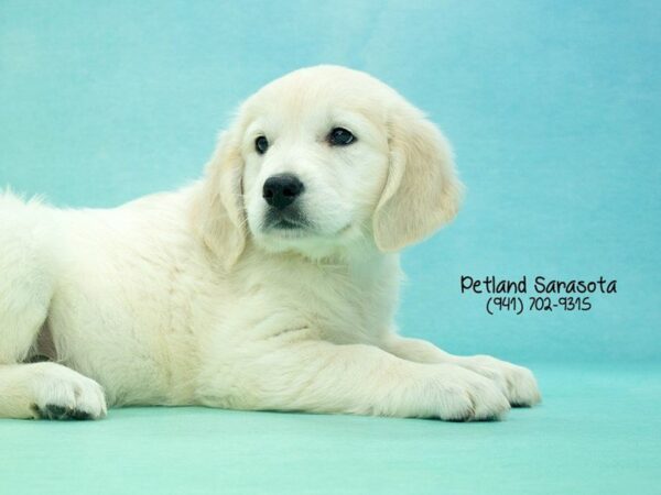 Golden Retriever — adopted from Dreamtails