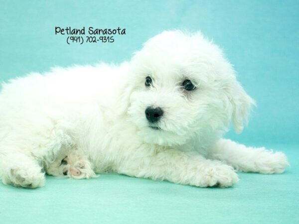 Bichon Frise — adopted from Dreamtails