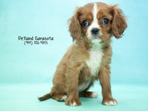 Cavalier King Charles Spaniel — adopted from Dreamtails