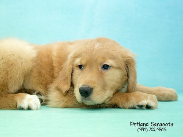 Golden Retriever — adopted from Dreamtails
