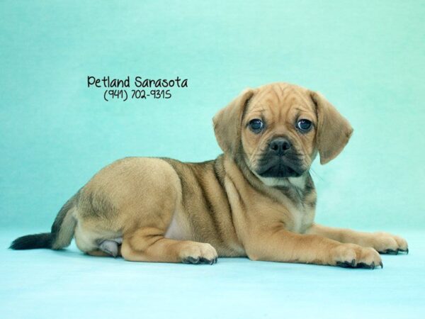 Puggle-DOG-Female-Fawn-23646-Dream Tails Sarasota, Florida