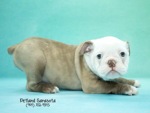 English Bulldog — adopted from Dreamtails