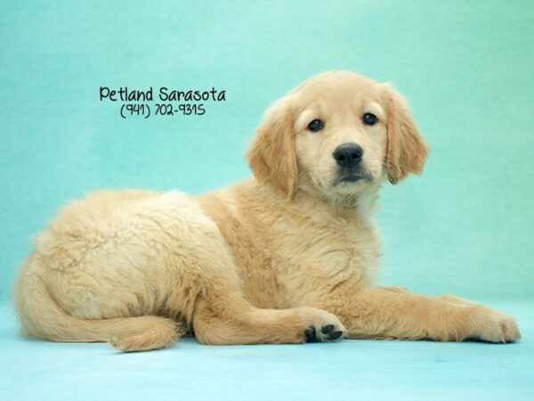 Golden Retriever — adopted from Dreamtails