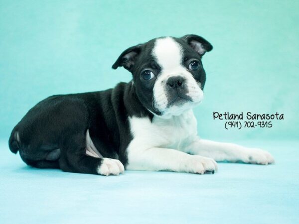 Boston Terrier — adopted from Dreamtails