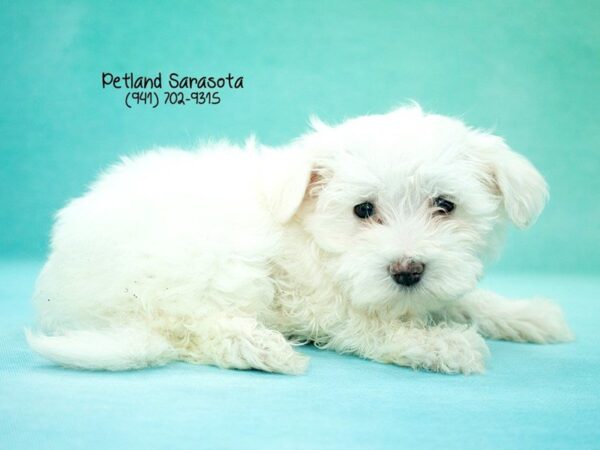 Bichon Frise — adopted from Dreamtails