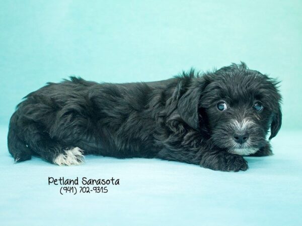 Morkie — adopted from Dreamtails