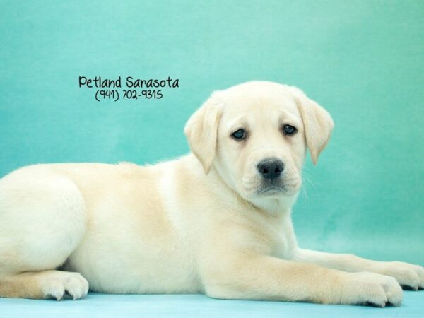 Labrador Retriever — adopted from Dreamtails
