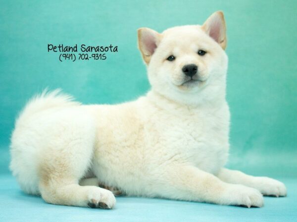 Shiba Inu — adopted from Dreamtails