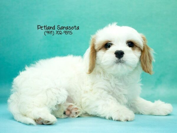 Cavachon — adopted from Dreamtails