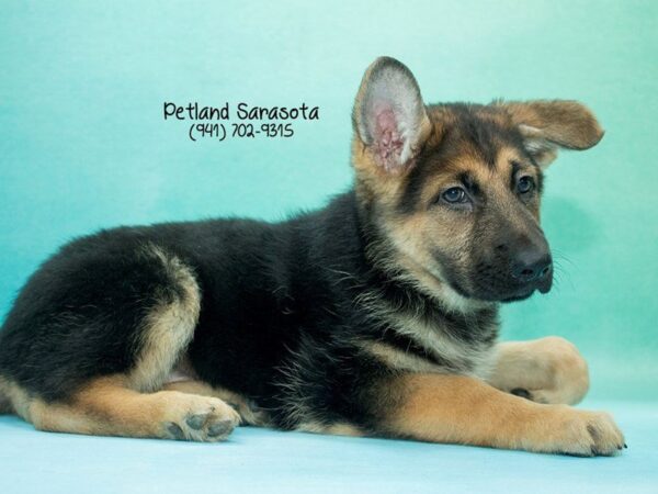 German Shepherd Dog — adopted from Dreamtails