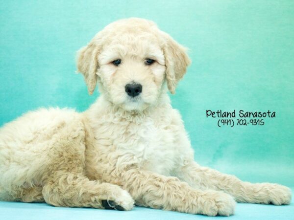 Goldendoodle 2nd Gen — adopted from Dreamtails