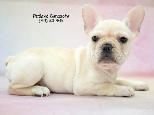 French Bulldog — adopted from Dreamtails