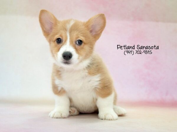 Pembroke Welsh Corgi — adopted from Dreamtails