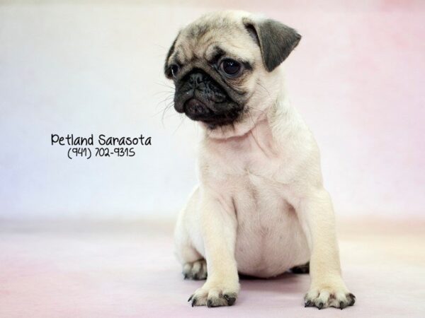 Pug — adopted from Dreamtails