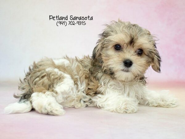 Teddy Bear — adopted from Dreamtails